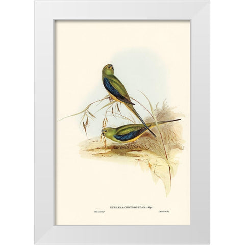 Blue-banded Grass-Parakeet-Euphema chrysostoma White Modern Wood Framed Art Print by Gould, John