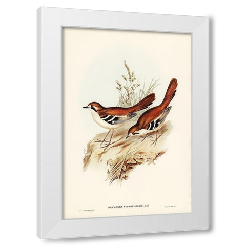 Eastern Scrub-Robin-Drymodes superciliaris White Modern Wood Framed Art Print by Gould, John