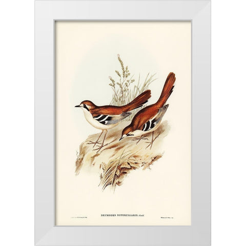 Eastern Scrub-Robin-Drymodes superciliaris White Modern Wood Framed Art Print by Gould, John