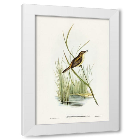 Reed Warbler-Acrocephalus Australis White Modern Wood Framed Art Print by Gould, John