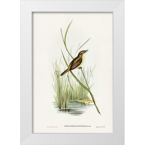 Reed Warbler-Acrocephalus Australis White Modern Wood Framed Art Print by Gould, John