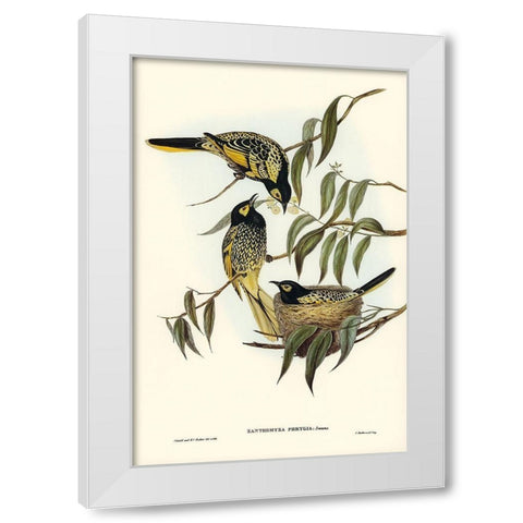 Warty-faced Honey-eater-Zanthomyza Phrygia White Modern Wood Framed Art Print by Gould, John