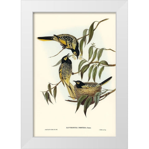 Warty-faced Honey-eater-Zanthomyza Phrygia White Modern Wood Framed Art Print by Gould, John