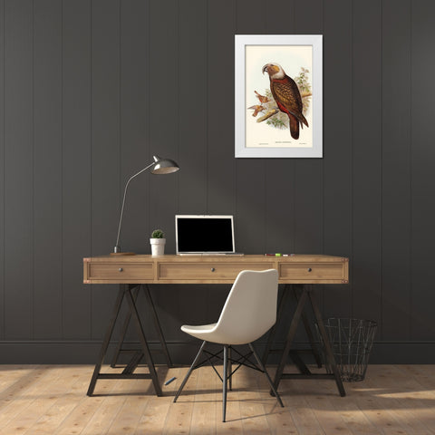 Ka-ka Parrot-Nestor hypopolius White Modern Wood Framed Art Print by Gould, John