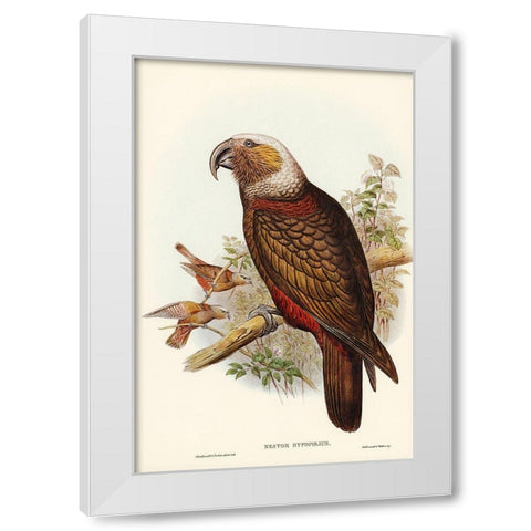 Ka-ka Parrot-Nestor hypopolius White Modern Wood Framed Art Print by Gould, John
