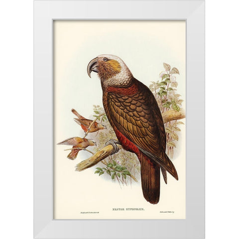 Ka-ka Parrot-Nestor hypopolius White Modern Wood Framed Art Print by Gould, John