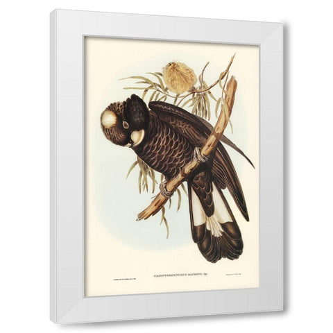 Baudins Cockatoo-Calyptorhynchus Baudinii White Modern Wood Framed Art Print by Gould, John