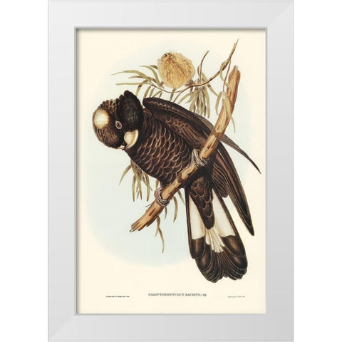 Baudins Cockatoo-Calyptorhynchus Baudinii White Modern Wood Framed Art Print by Gould, John