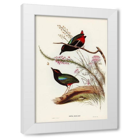 Rainbow Pitta-Pitta Iris White Modern Wood Framed Art Print by Gould, John