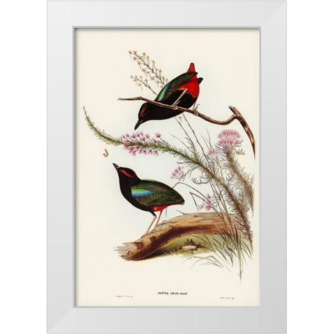 Rainbow Pitta-Pitta Iris White Modern Wood Framed Art Print by Gould, John