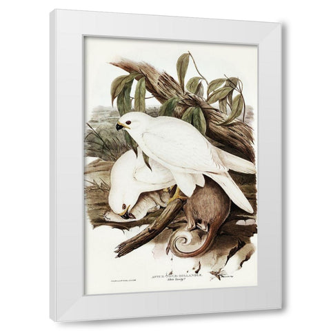 White Goshawk-Astur Nova-Hollandix-albino White Modern Wood Framed Art Print by Gould, John