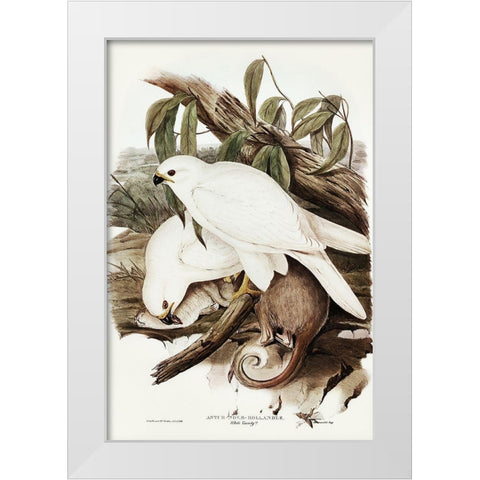 White Goshawk-Astur Nova-Hollandix-albino White Modern Wood Framed Art Print by Gould, John