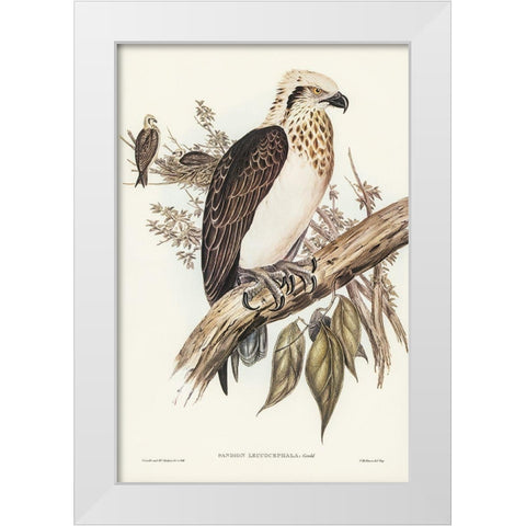 White-headed Osprey-Pandion leucocephalus White Modern Wood Framed Art Print by Gould, John