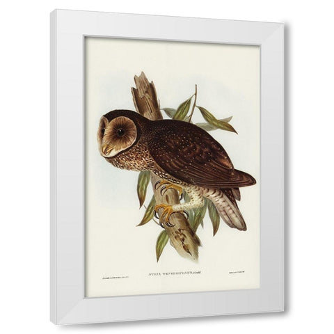 Sooty Owl-Strix tenebricosus White Modern Wood Framed Art Print by Gould, John