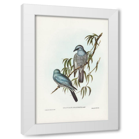 Swainsonâ€™s Graucalus-Graucalus Swainsonii White Modern Wood Framed Art Print by Gould, John