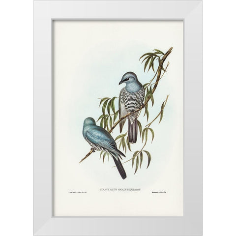 Swainsonâ€™s Graucalus-Graucalus Swainsonii White Modern Wood Framed Art Print by Gould, John
