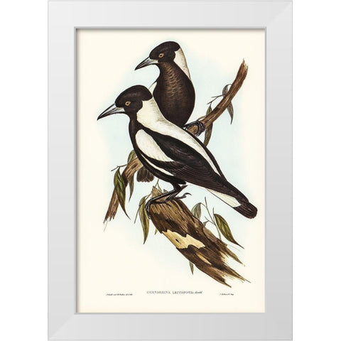 White-backed Crow-Shrike-Gymnorhina leuconota White Modern Wood Framed Art Print by Gould, John