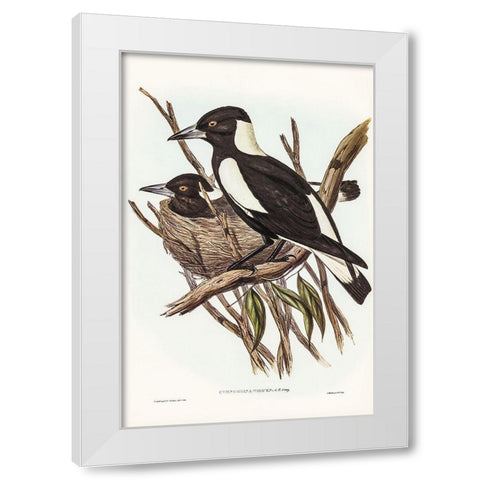 Piping Crow-Shrike-Gymnorhina Tibicen White Modern Wood Framed Art Print by Gould, John