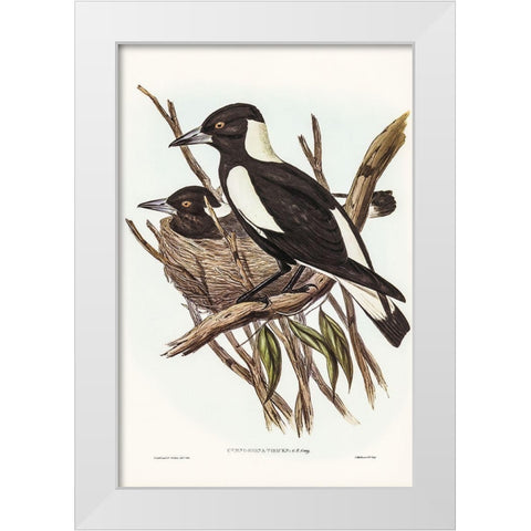 Piping Crow-Shrike-Gymnorhina Tibicen White Modern Wood Framed Art Print by Gould, John