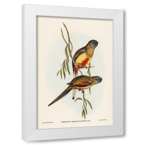 Crimson-bellied Parakeet-Psephotus haematogaster White Modern Wood Framed Art Print by Gould, John