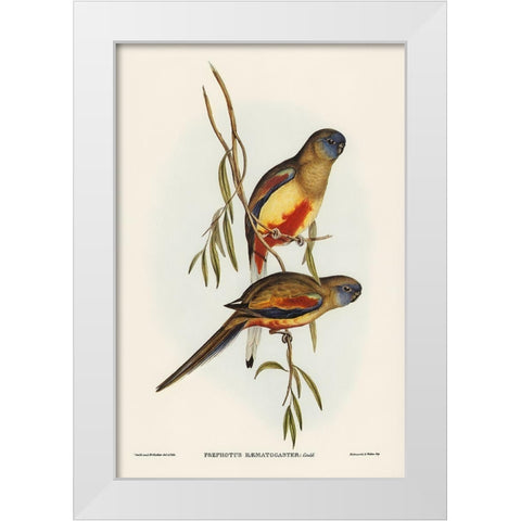 Crimson-bellied Parakeet-Psephotus haematogaster White Modern Wood Framed Art Print by Gould, John