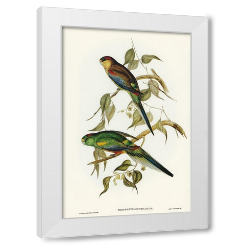 Many-coloured Parakeet-Psephotus multicolor White Modern Wood Framed Art Print by Gould, John