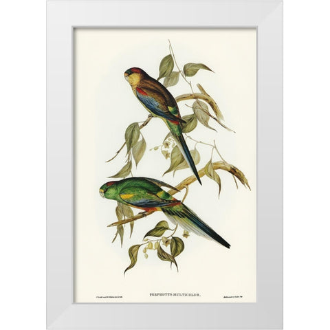 Many-coloured Parakeet-Psephotus multicolor White Modern Wood Framed Art Print by Gould, John