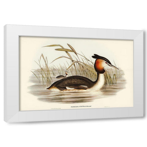 Australian Tippet Grabe-Podiceps Australis White Modern Wood Framed Art Print by Gould, John