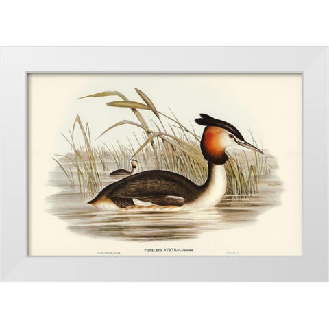 Australian Tippet Grabe-Podiceps Australis White Modern Wood Framed Art Print by Gould, John