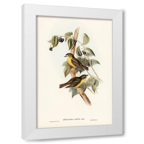 Large-headed Robin-Eopsaltria capito White Modern Wood Framed Art Print by Gould, John