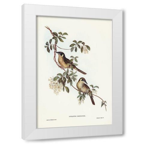 Singing Honey-eater-Ptilotis sonorus White Modern Wood Framed Art Print by Gould, John
