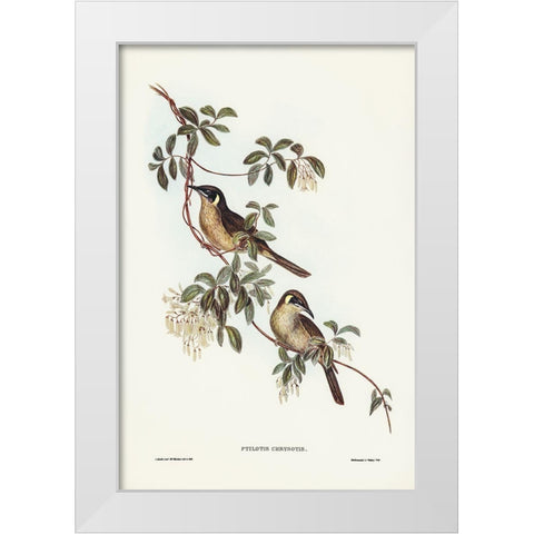 Singing Honey-eater-Ptilotis sonorus White Modern Wood Framed Art Print by Gould, John