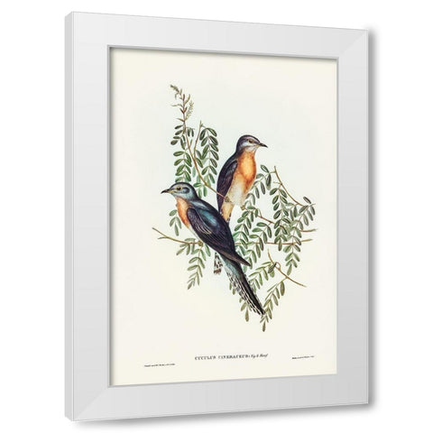 Ash-coloured Cuckoo-Cuculus cineraceus White Modern Wood Framed Art Print by Gould, John