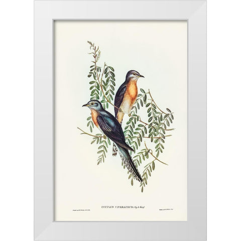 Ash-coloured Cuckoo-Cuculus cineraceus White Modern Wood Framed Art Print by Gould, John