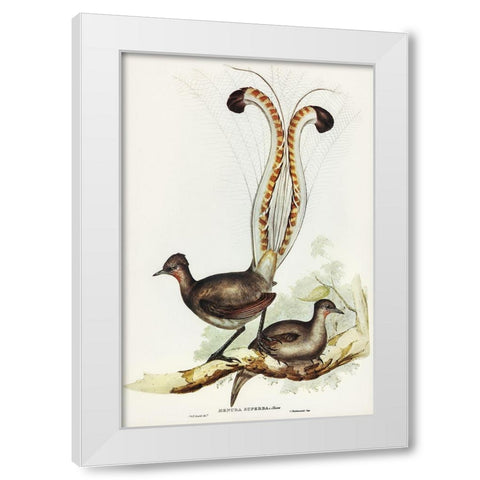 Lyre Bird-Menura superba White Modern Wood Framed Art Print by Gould, John