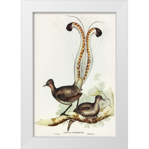 Lyre Bird-Menura superba White Modern Wood Framed Art Print by Gould, John