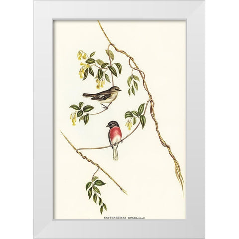 Rose-breasted Wood-robin-Erythrodryas rosea White Modern Wood Framed Art Print by Gould, John