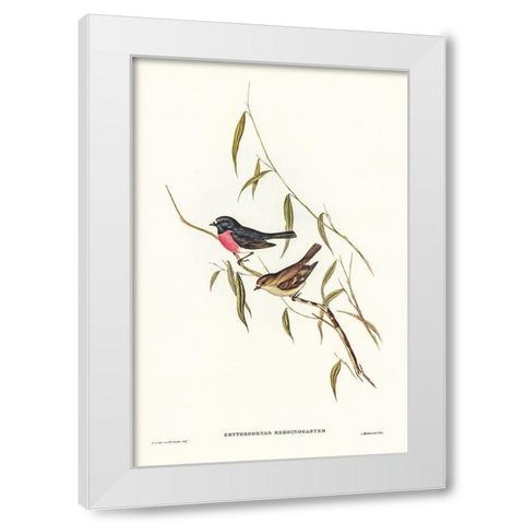 Pink-breasted Wood-robin-Erythrodryas rhodinogaster White Modern Wood Framed Art Print by Gould, John