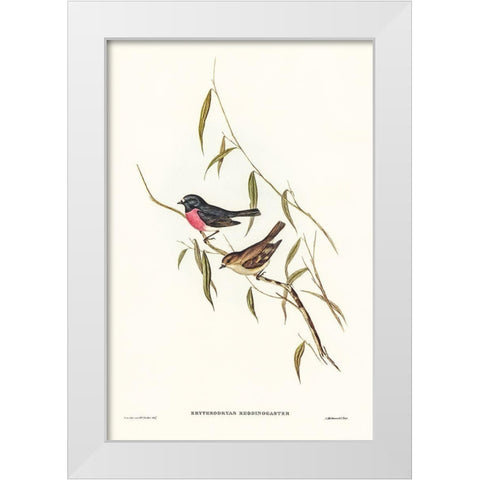 Pink-breasted Wood-robin-Erythrodryas rhodinogaster White Modern Wood Framed Art Print by Gould, John
