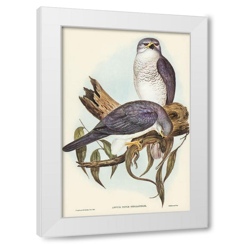 New Holland Goshawk-Astur Nova-Hollandix White Modern Wood Framed Art Print by Gould, John