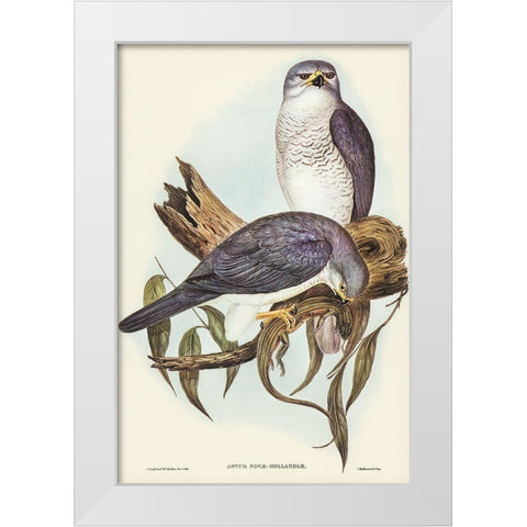 New Holland Goshawk-Astur Nova-Hollandix White Modern Wood Framed Art Print by Gould, John