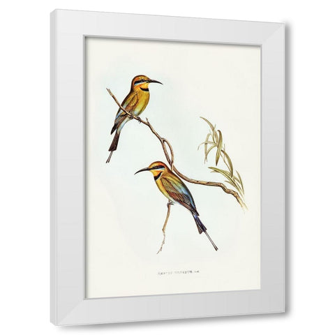 Australian Bee-eater-Merops ornatus White Modern Wood Framed Art Print by Gould, John