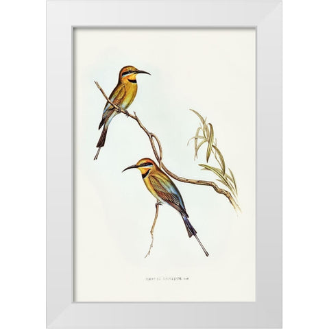 Australian Bee-eater-Merops ornatus White Modern Wood Framed Art Print by Gould, John