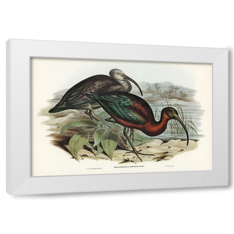 Glossy Ibis-Falcinellus igneus White Modern Wood Framed Art Print by Gould, John