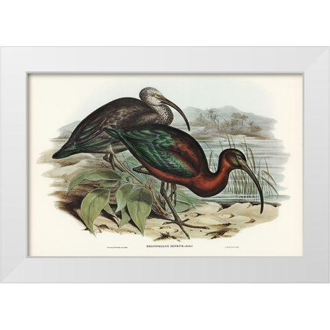 Glossy Ibis-Falcinellus igneus White Modern Wood Framed Art Print by Gould, John