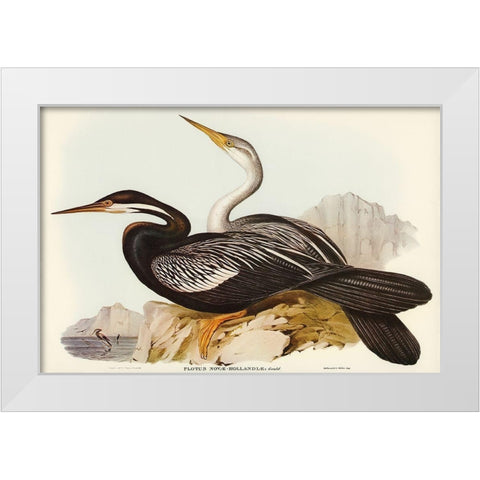 New Holland Darter-Plotus Novae-Hollandiae White Modern Wood Framed Art Print by Gould, John