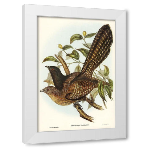 Pheasant Cuckoo-Centropus Phasianus White Modern Wood Framed Art Print by Gould, John