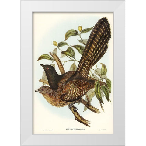 Pheasant Cuckoo-Centropus Phasianus White Modern Wood Framed Art Print by Gould, John