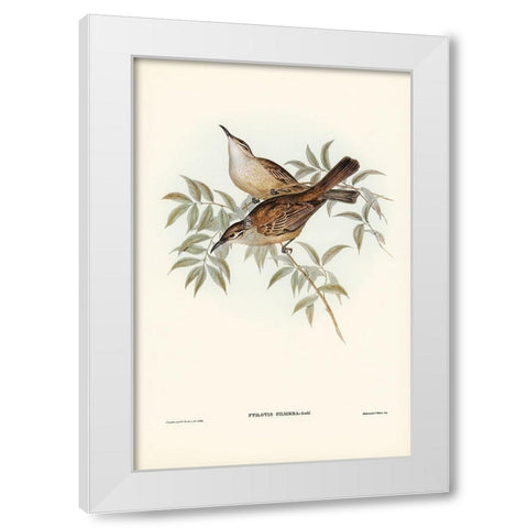 Streaked Honey-eater-Ptilotis filigera White Modern Wood Framed Art Print by Gould, John