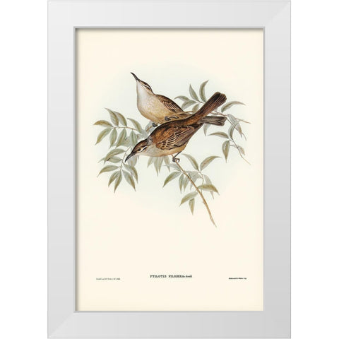 Streaked Honey-eater-Ptilotis filigera White Modern Wood Framed Art Print by Gould, John